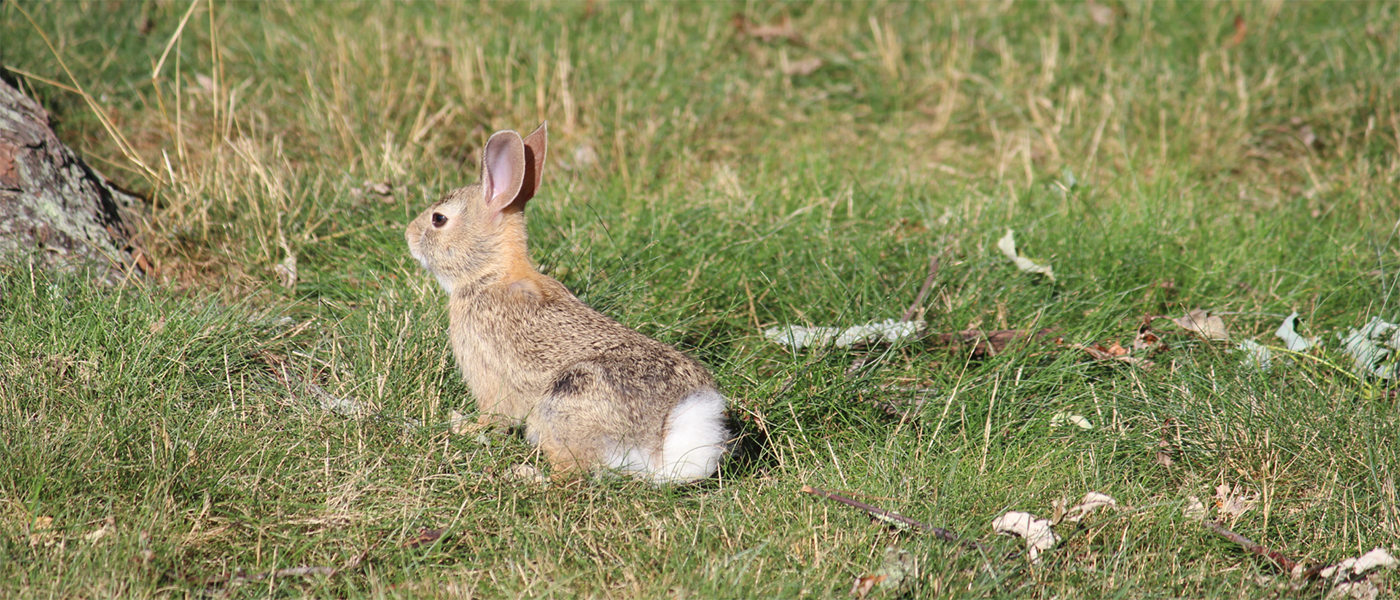 wild bunny rabbit
