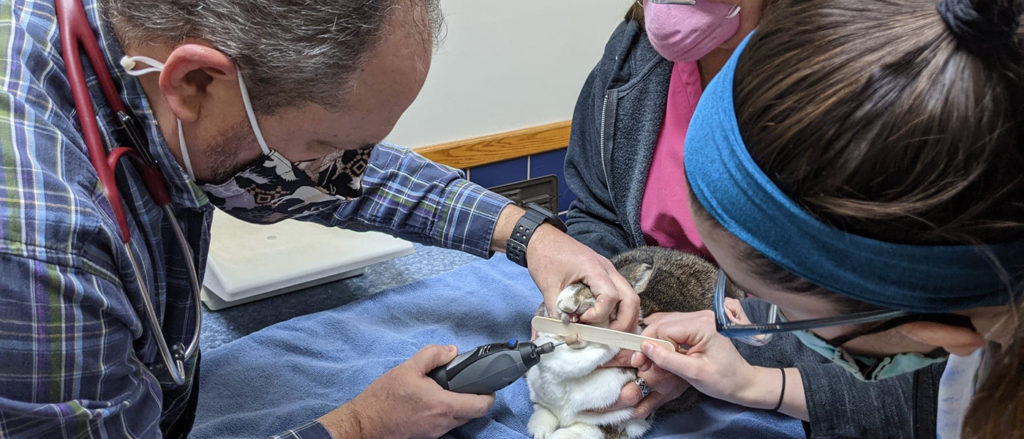 Rabbit Veterinarians - Erie Area Rabbit Society and Rescue (EARS)