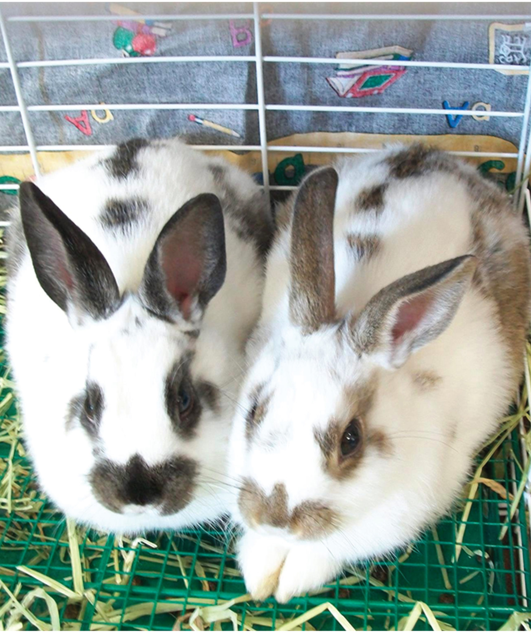 EARS Through the Years - Erie Area Rabbit Society and Rescue (EARS)